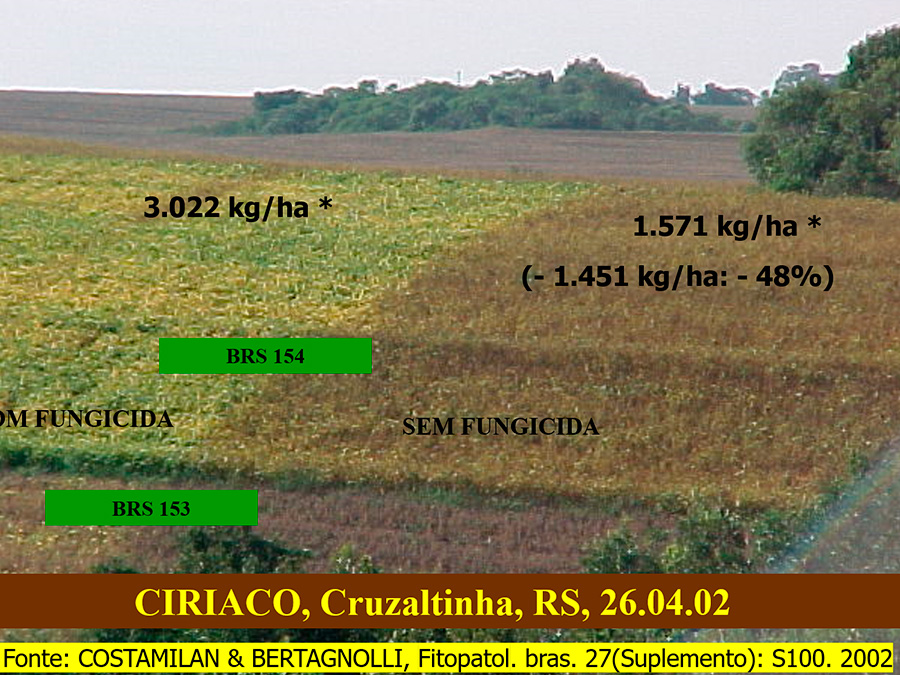 Lavoura apresentando diferença de aplicação de fungicida