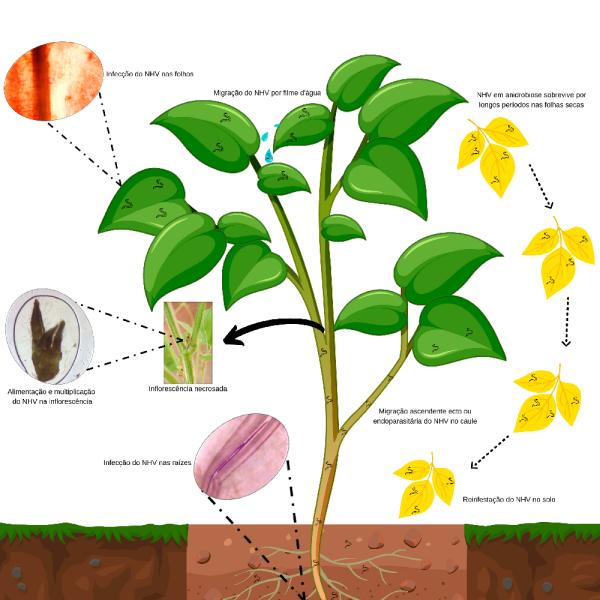 Ciclo Infectivo do nematoide das hastes verdes - Aphelenchoides besseyi