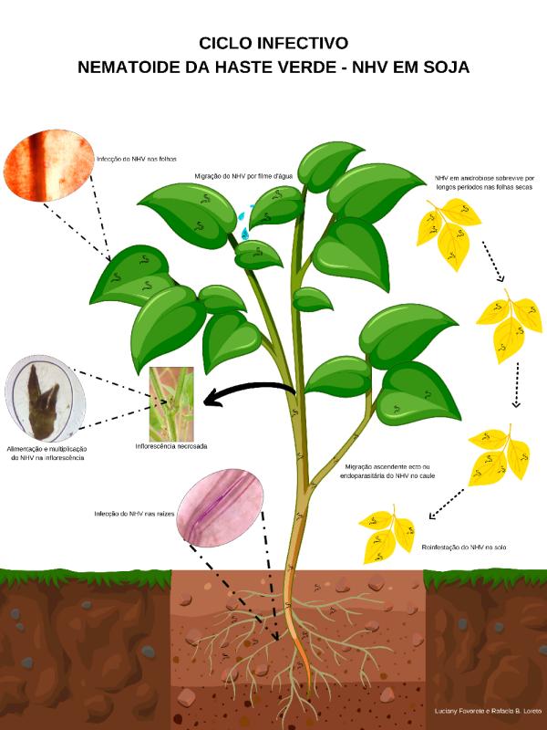 Ciclo Infectivo do nematoide das hastes verdes - Aphelenchoides besseyi