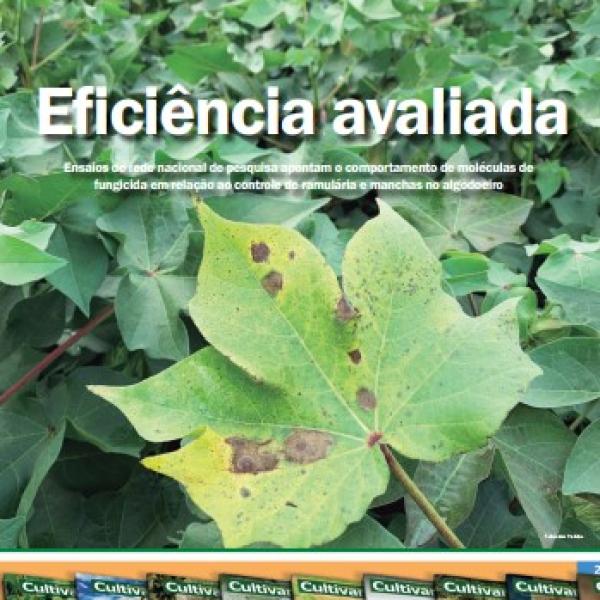 Eficiência avaliada: Ensaios de rede nacional de pesquisa apontam o comportamento de moléculas de fungicida em relação ao controle de ramullária e manchas no algodoeiro