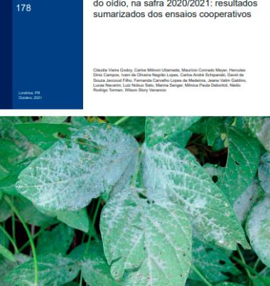 Eficiência de fungicidas para o controle do oídio, na safra 2020/2021: resultados sumarizados dos ensaios cooperativos 